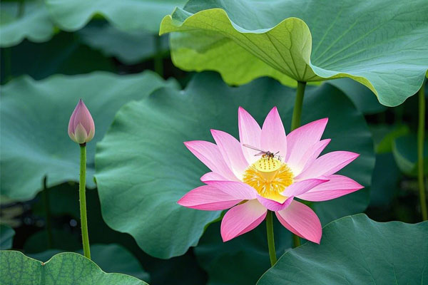 J9��Ϸ�����й����ٷ���վ